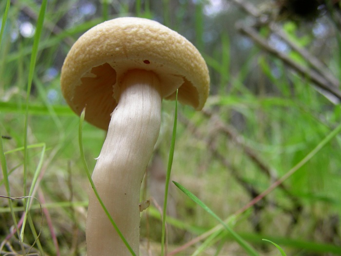 608 Marzo vecchio ritrovamento